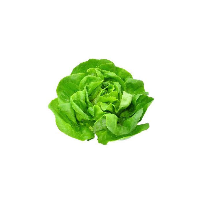 Boston Lettuce