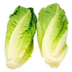 Romaine Lettuce