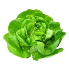 Boston Lettuce