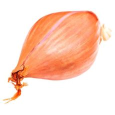 Shallot